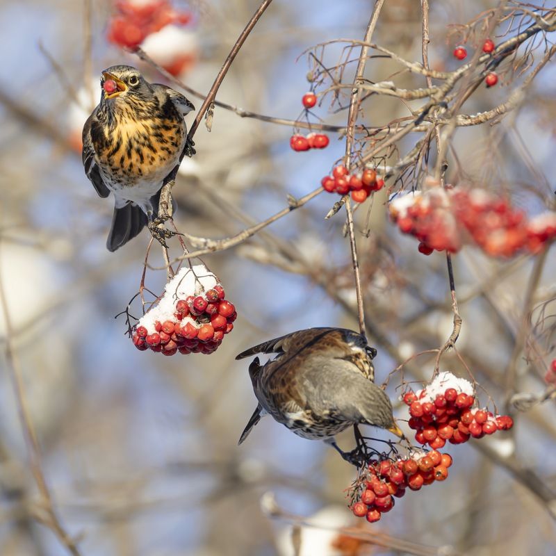 рябинник, дрозд, рябина, птицы, зима Рябинникиphoto preview