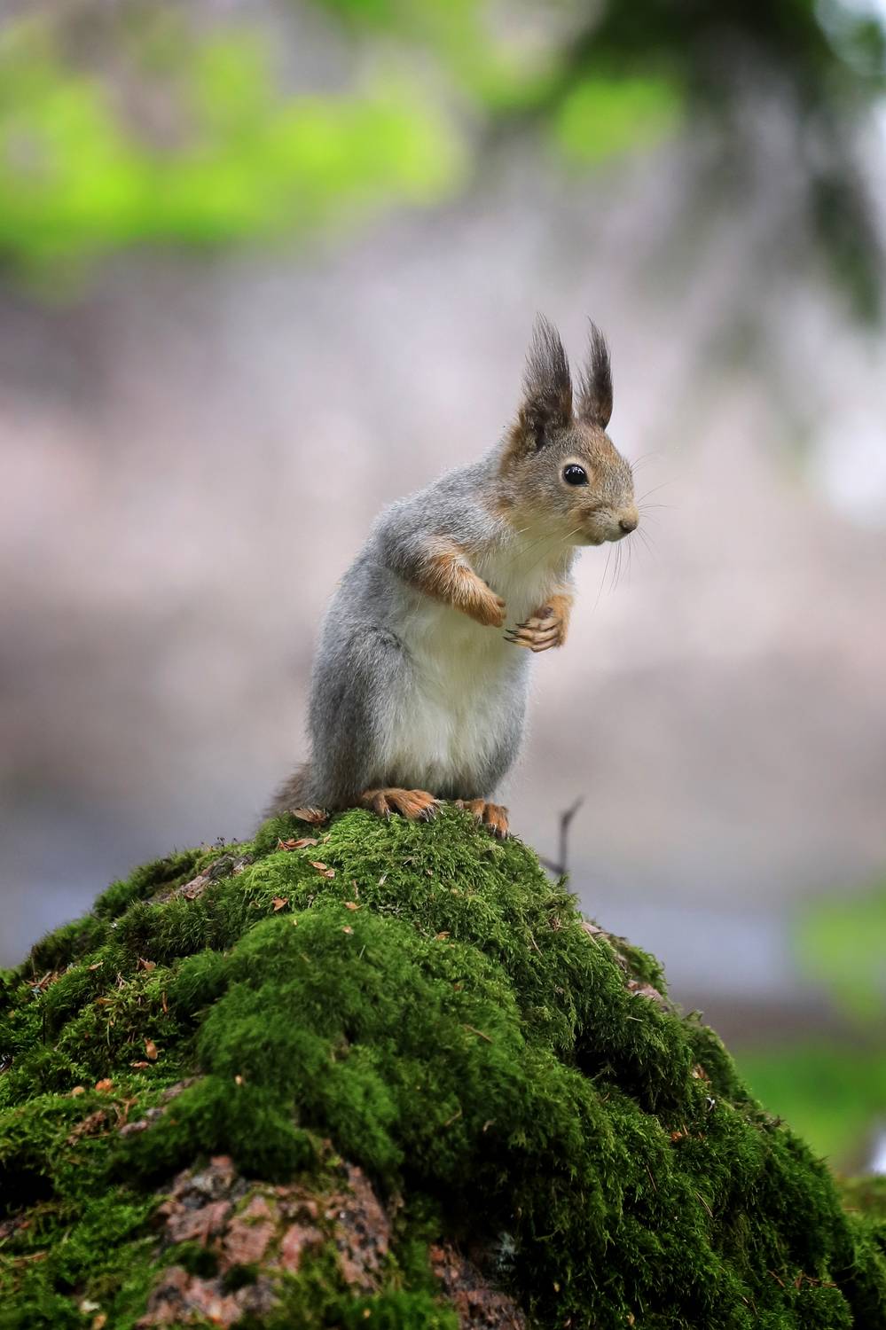 , Андрей Ершов