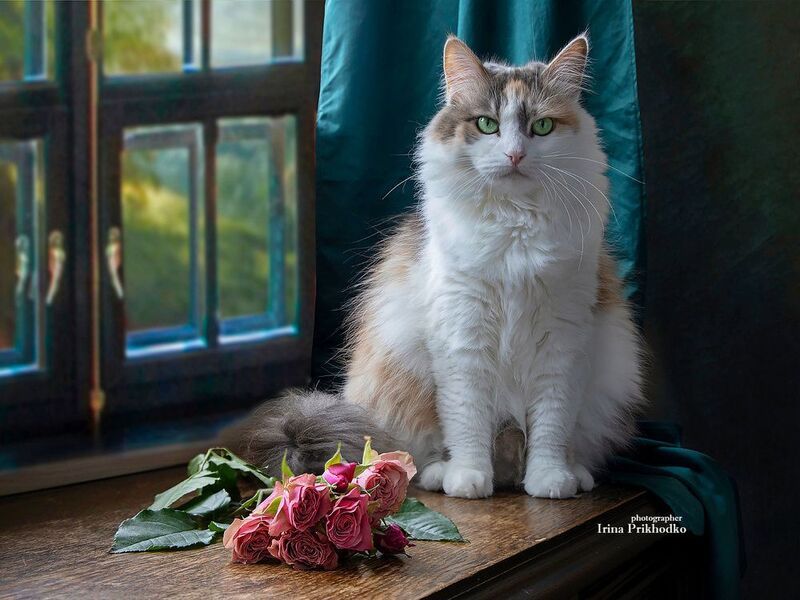 кошки, котопортрет, домашние животные, питомцы, модель, трехцветные кошки, пушистики Четыре года исполнилось Бусе. Тут призадумаешься!photo preview