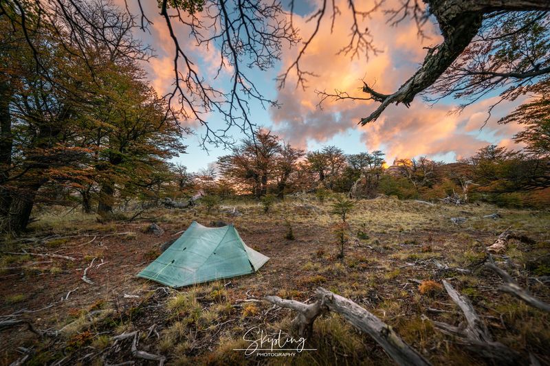 patagonia В лесах Патагонииphoto preview