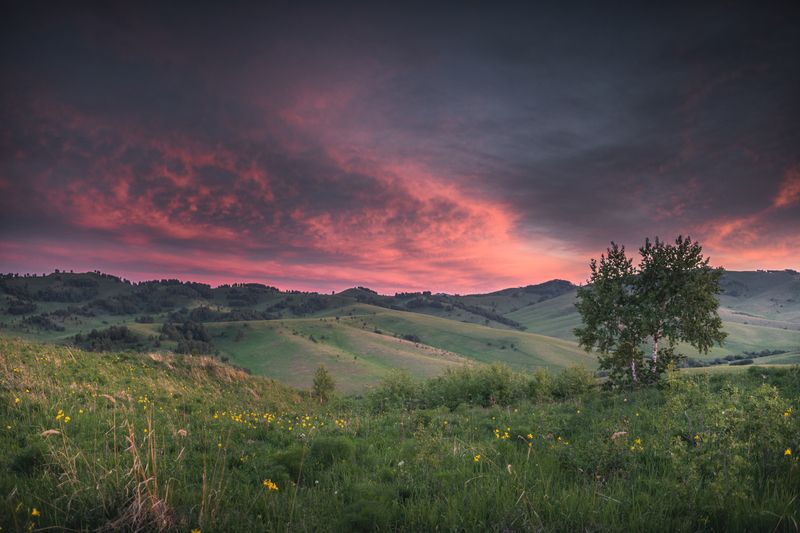 Алтай, горы, холмы, поля, дерево, закат  Горный Алтайphoto preview