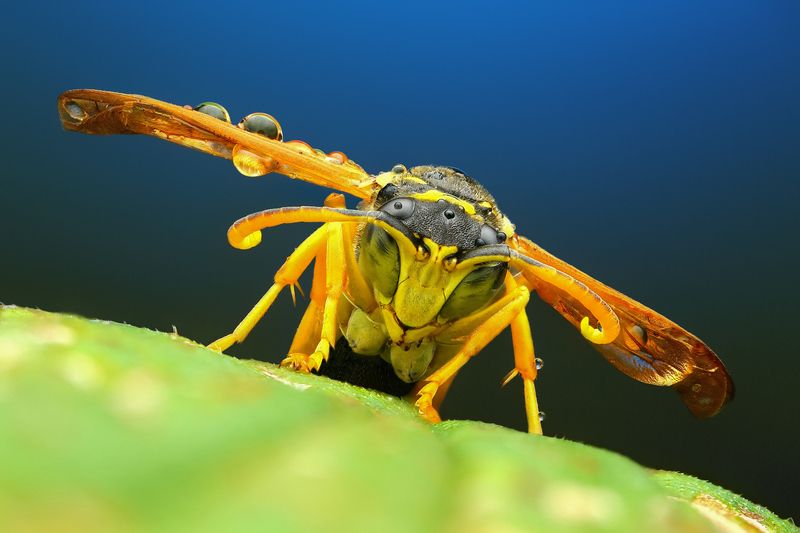 макро, природа,насекомое,животное,растение,оса,лист,цвет,желтый,синий Самолетphoto preview