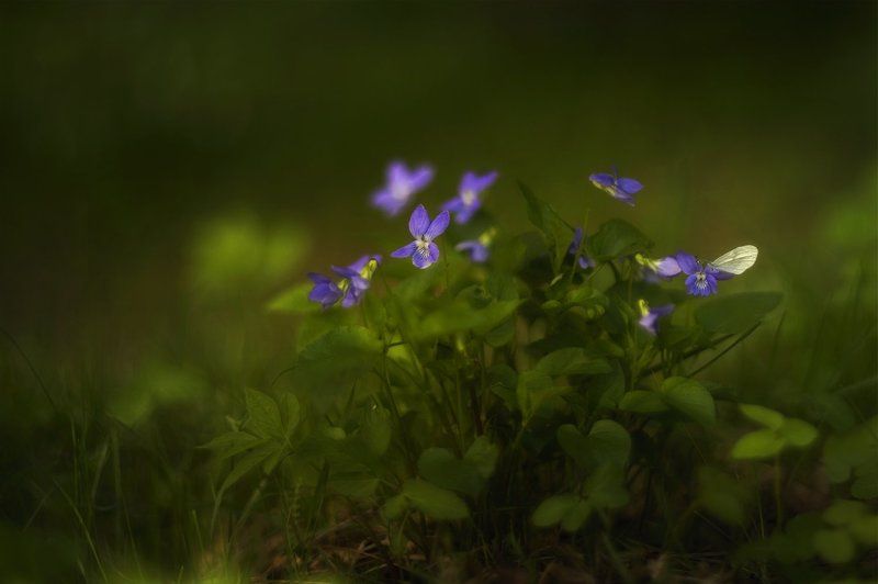 Весна, Лес, Природа, Флора, Цветы Время фиалокphoto preview