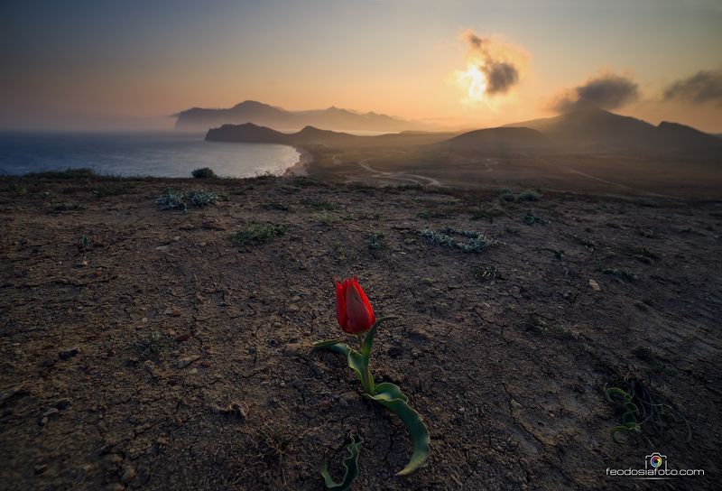 Крым Тюльпан Шренка и закат в Тихой бухтеphoto preview