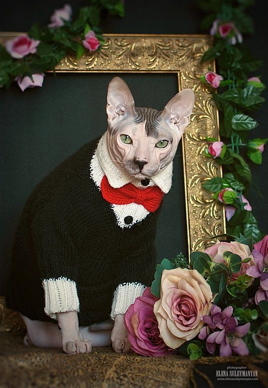 За милых дам...))photo preview