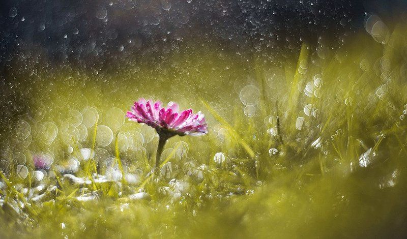 маргаритка, квітка, весна, боке  photo preview