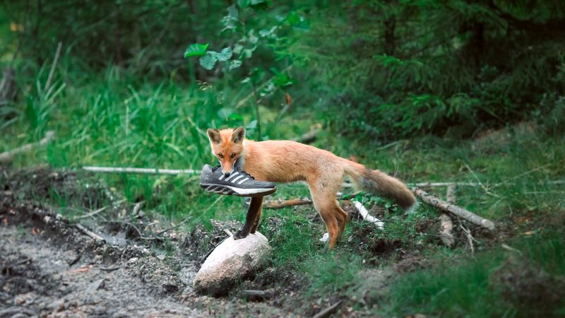 Хулиган фото превью