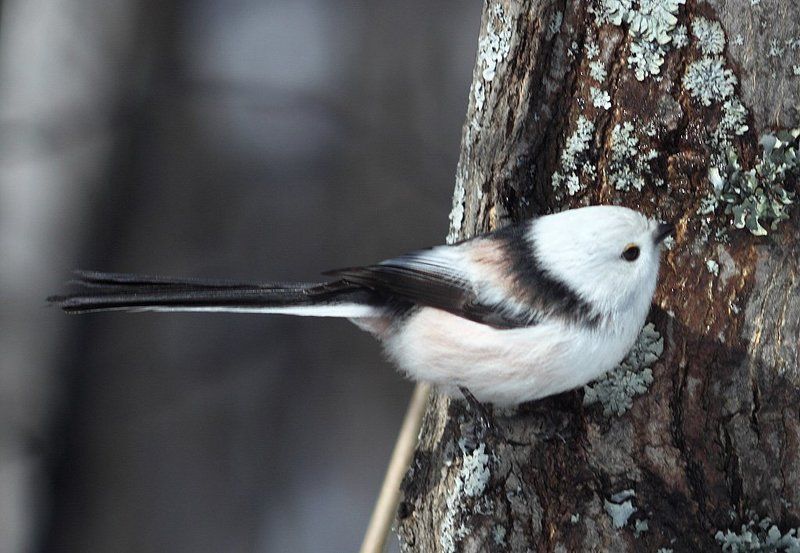 Синица ополовникphoto preview