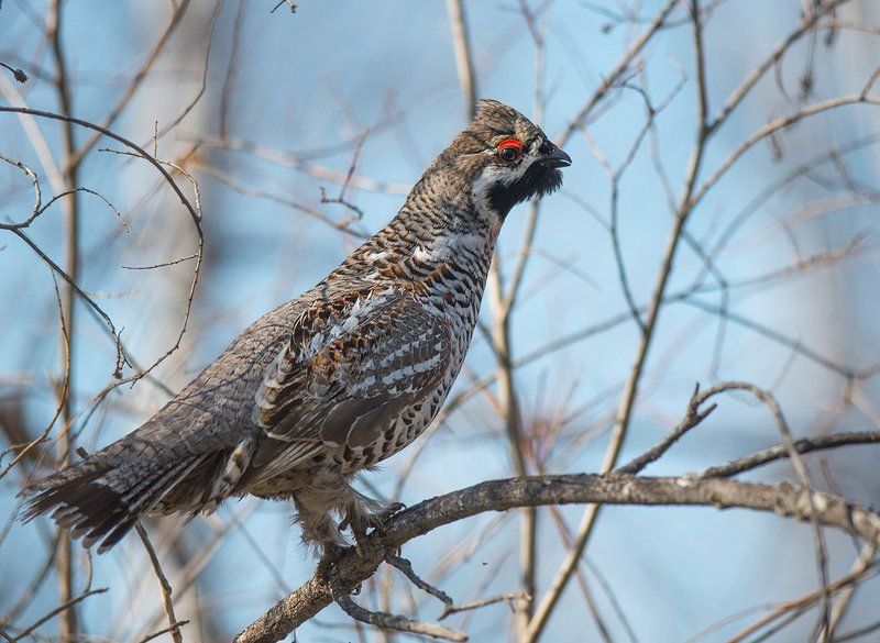 Рябчикphoto preview