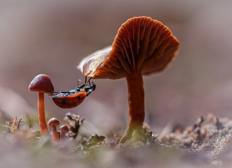 Солнышко проснулось.photo preview