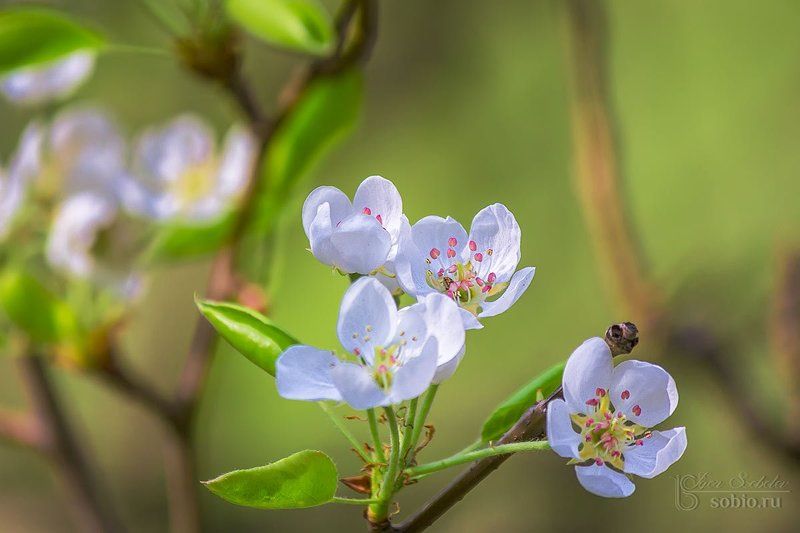 Яблоневые кружеваphoto preview