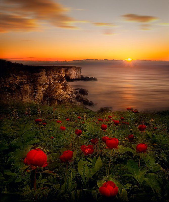 Дикие пионыphoto preview