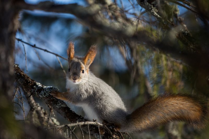 Белка photo preview