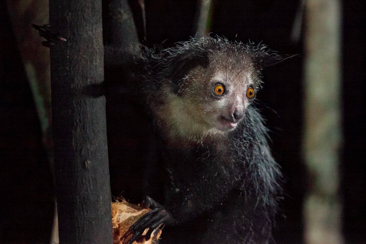 мадагаскар, лемур, ай-ай, Игаль Оз