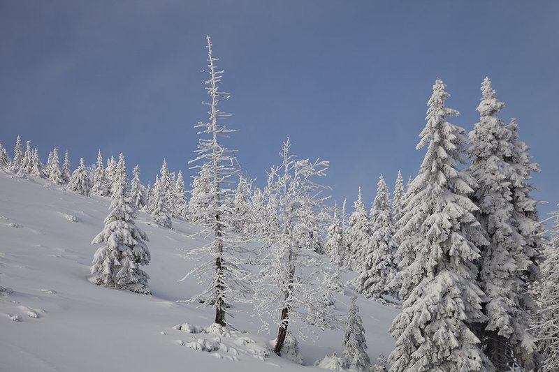 Snow winter winterphoto preview