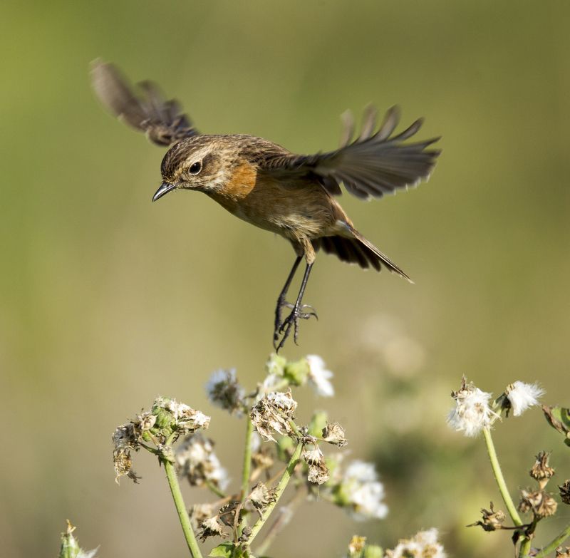 чеканphoto preview