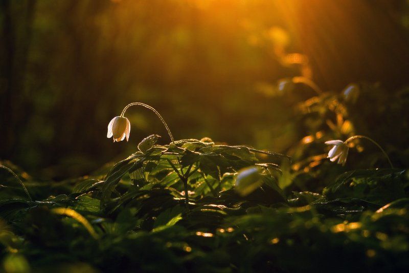 анемона, весна, вечер, закат, лес, свет, цветок Последний лучphoto preview