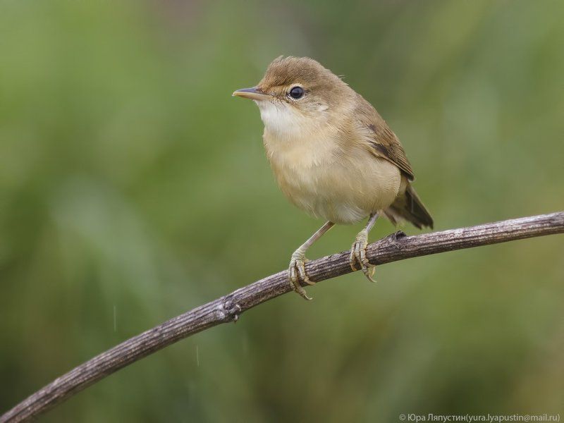 Камышевка . Marsh warbler.photo preview