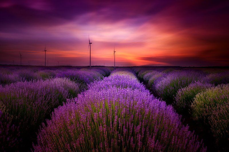 lavender, sunset, bulgaria, purple, sky, clouds ***photo preview