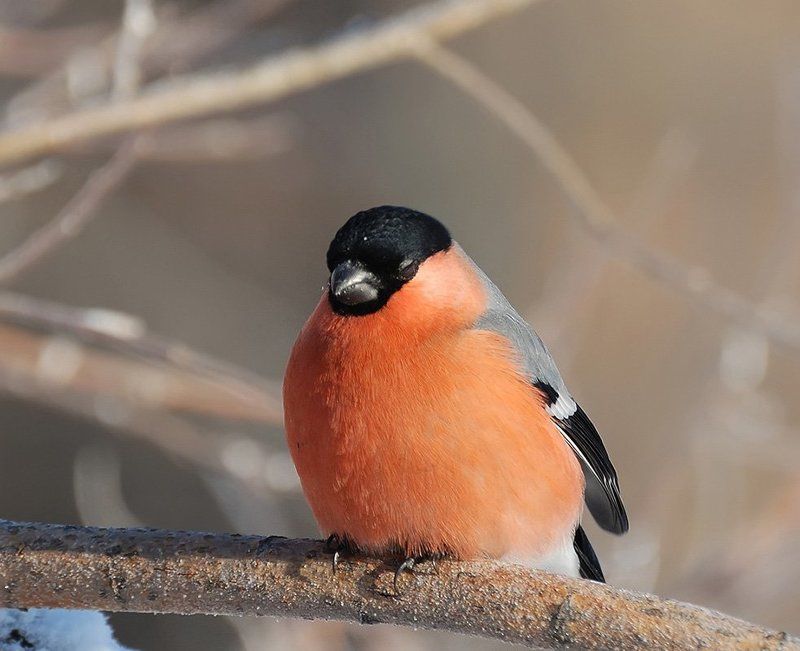 Нирвана...photo preview