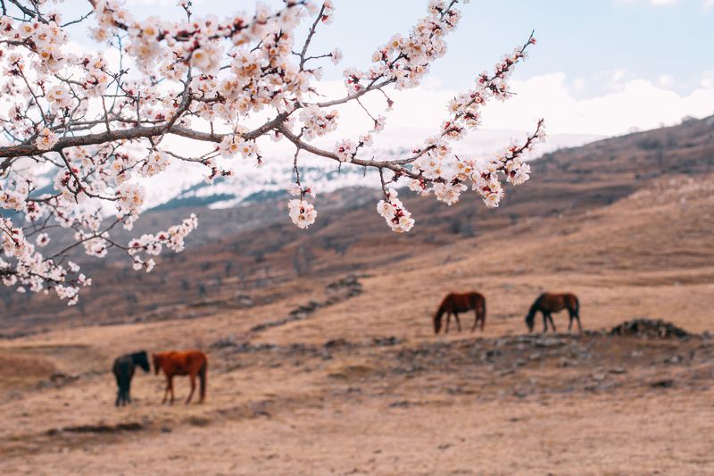 Весна, Дагестан, Кавказ Привет, Весна!photo preview