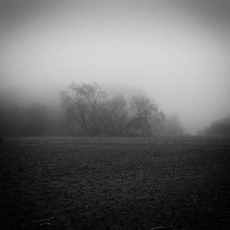 A Forest 5photo preview