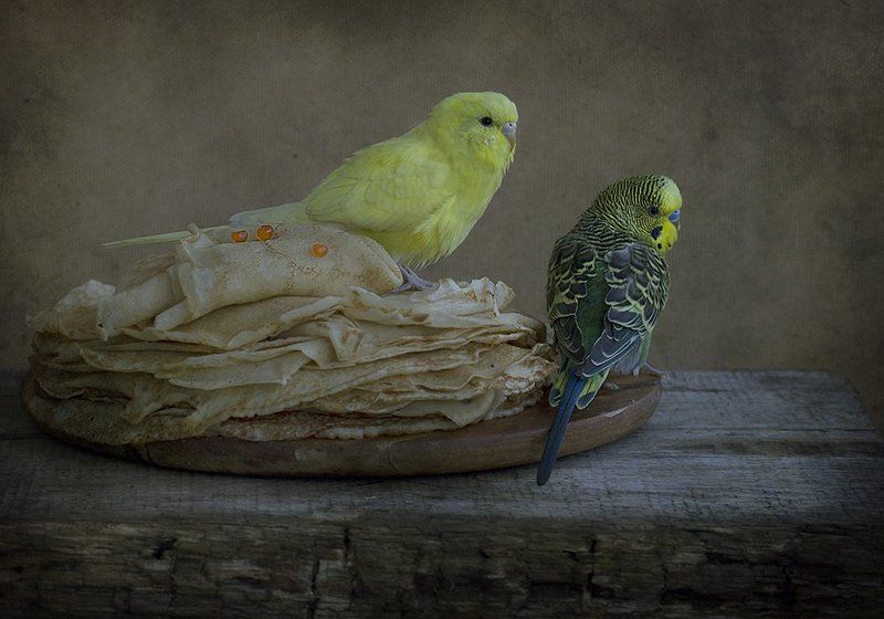 Не все коту Масленица!photo preview