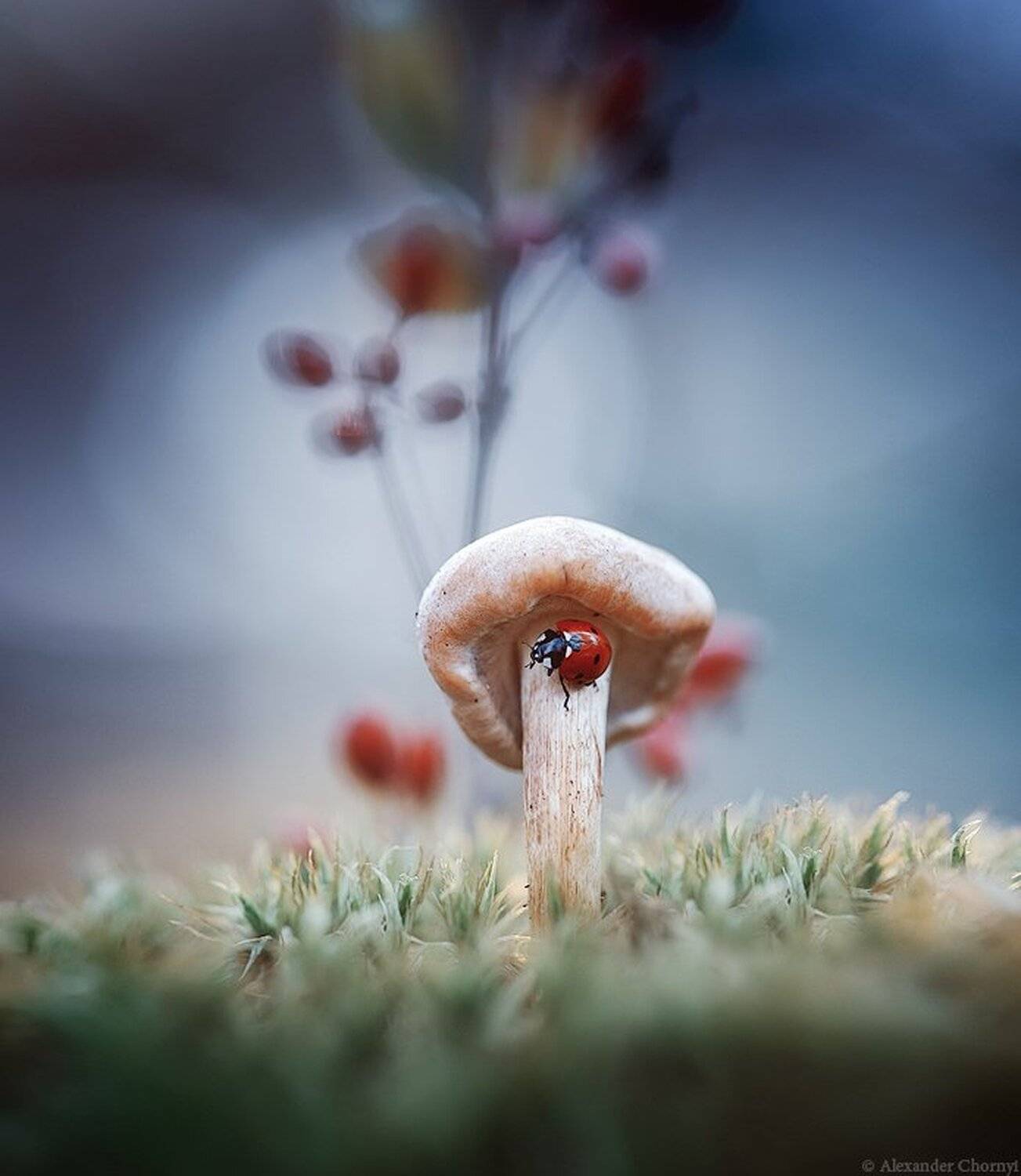 ***. Автор: Александр Чорный Коростышев, Макро, Макро истории, Макро красота, Макро мир, Макро фото, Украина, Александр Чорный