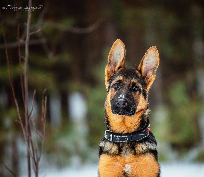 немецкая овчарка, щенок, собаки Мелочь пузатая photo preview