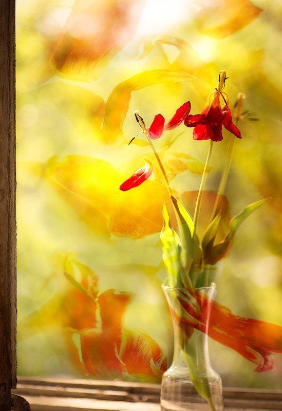 танго на окнеphoto preview