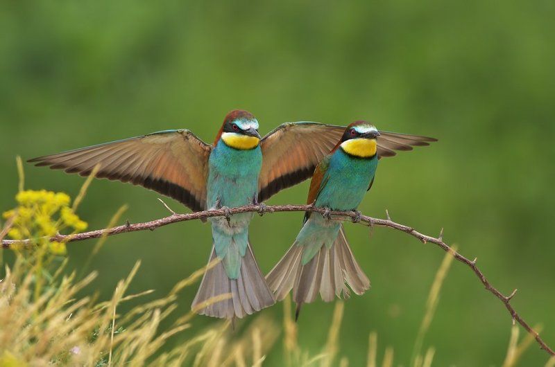 european bee-eater, merops apiaster, пчелояд, пчелоядщуркаmerops apiastereurop, щурка Щуркиphoto preview