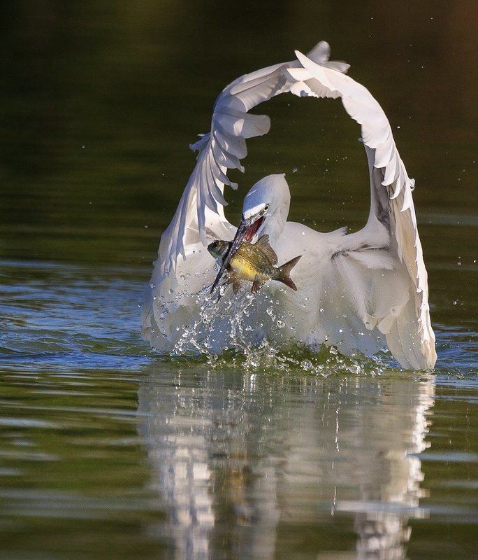 Белый колдунphoto preview