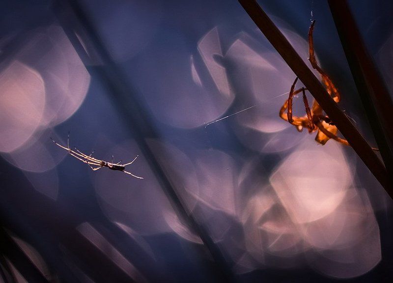 Призракphoto preview