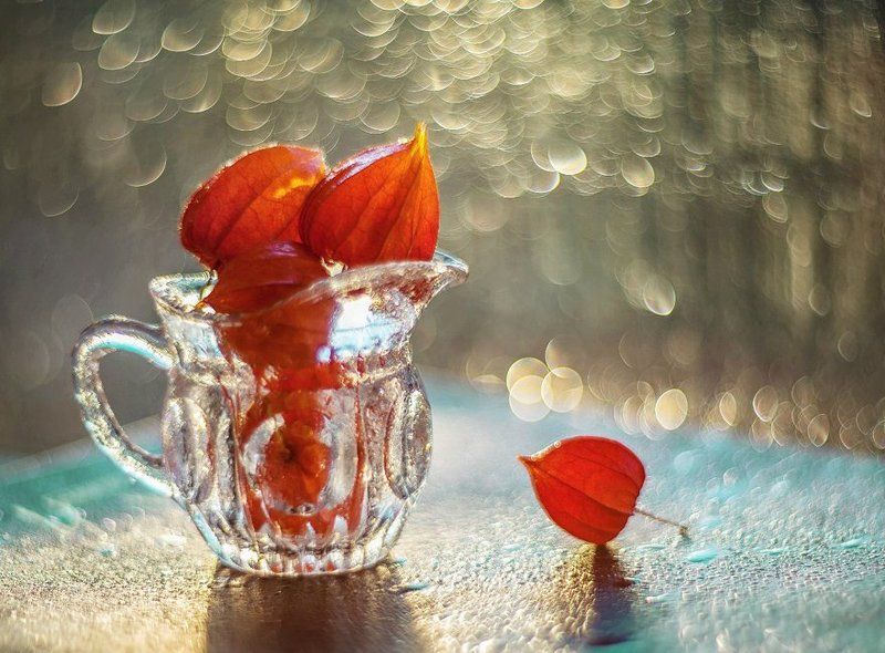 физалис,боке, макро, натюрморт  photo preview