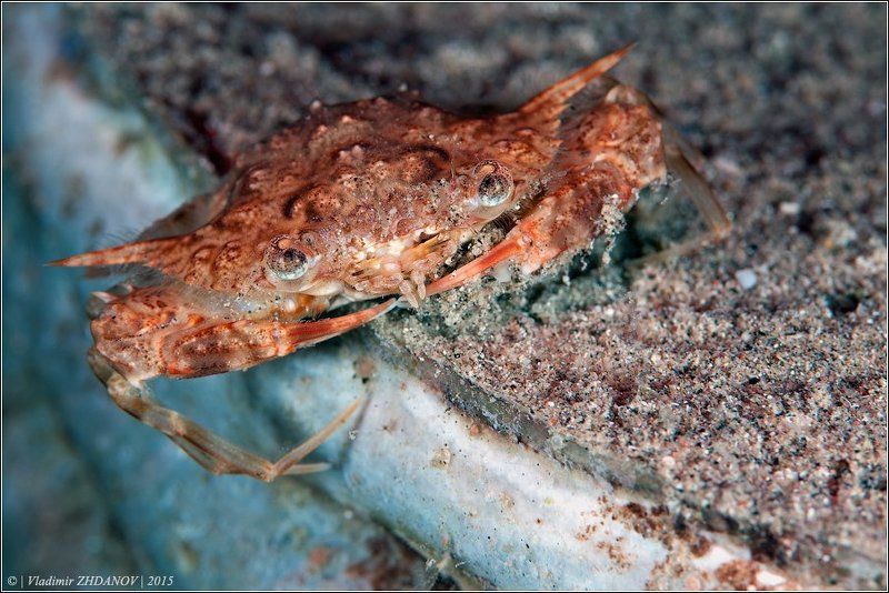 египет, красное море, дайвинг, краб, подводное фото, ночное погружение Викингphoto preview