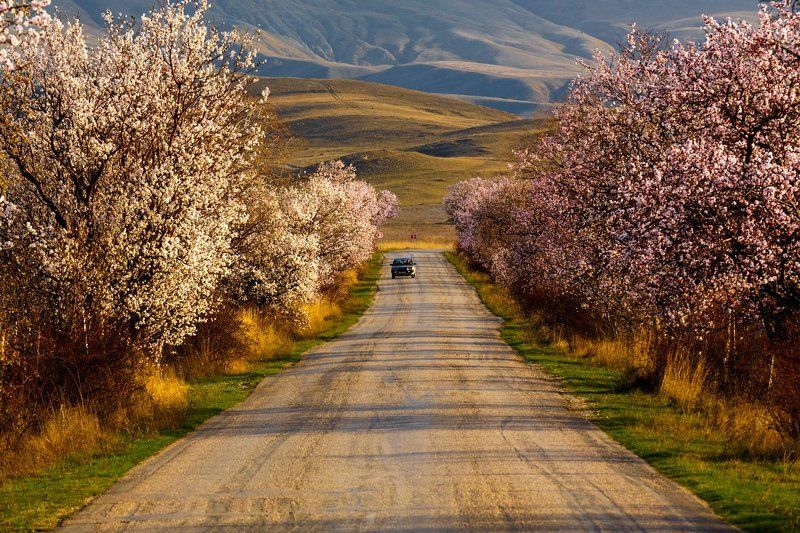 Весна на Меганомеphoto preview