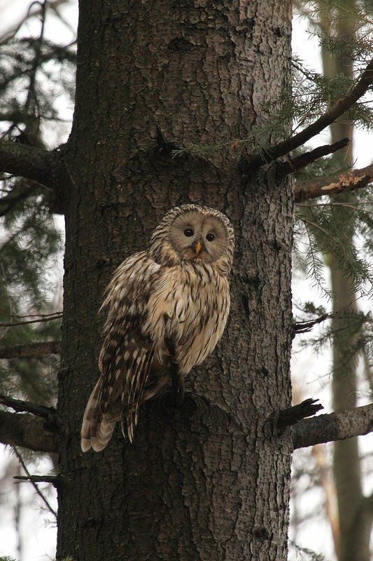 Strix uralensisphoto preview