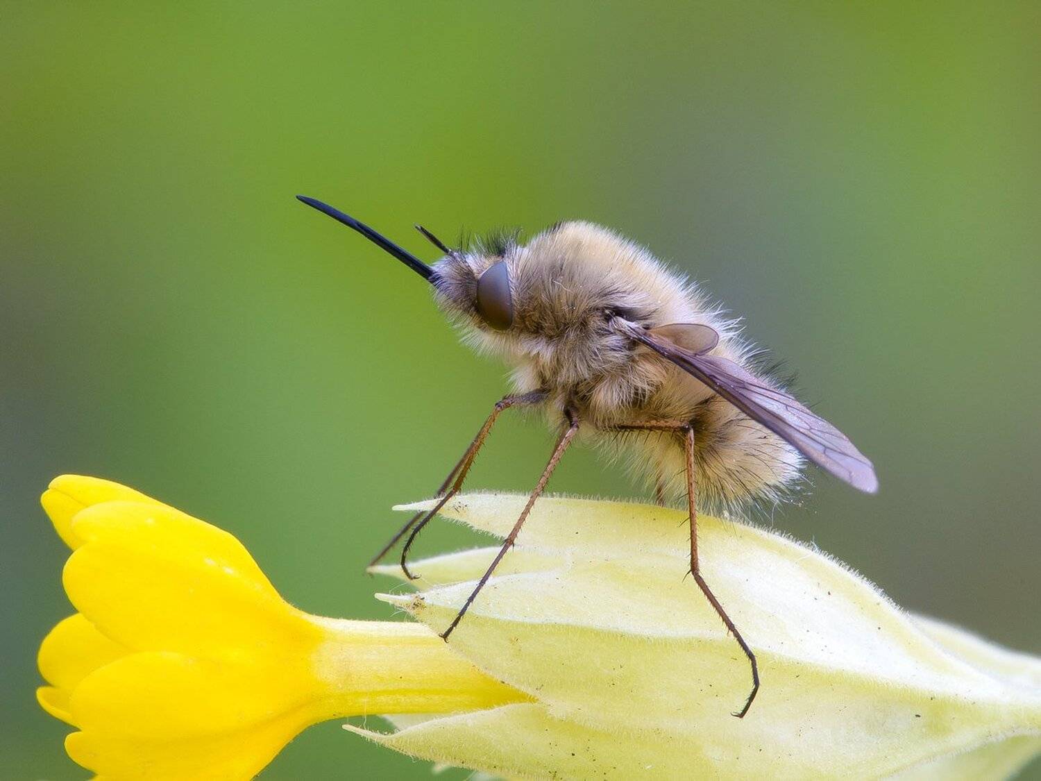 , Кузнецов Дмитрий