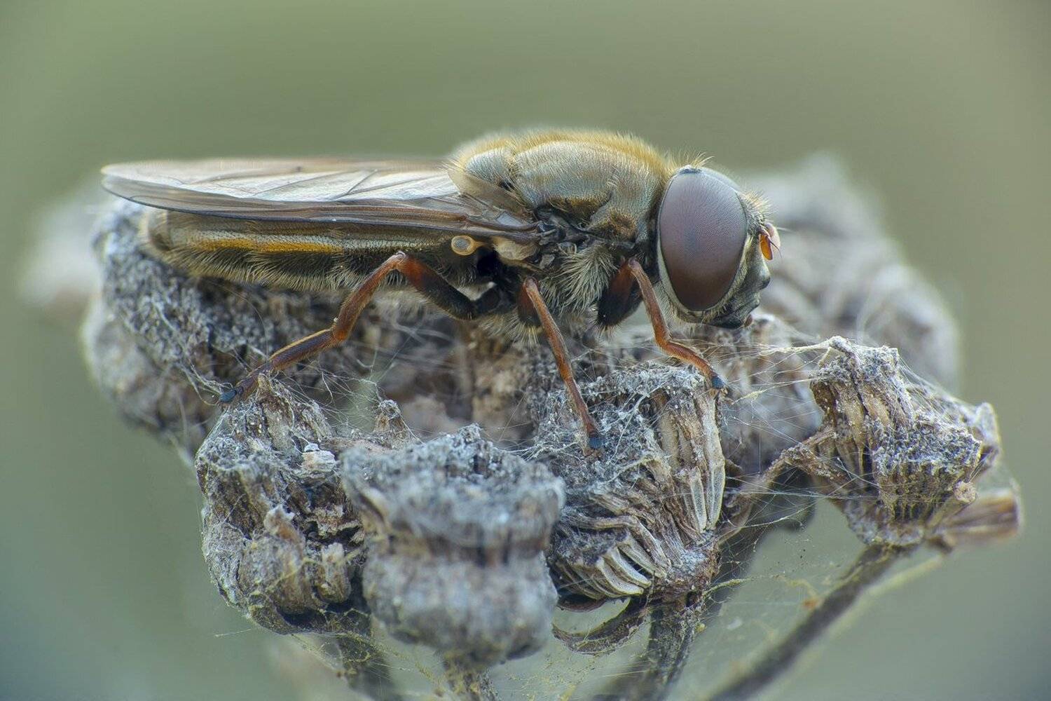 , Кузнецов Дмитрий