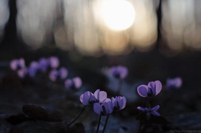 Адыгея, Майкоп, Первоцветы, Северо-западный кавказ, Цикламен Spring\'s Sunsetphoto preview