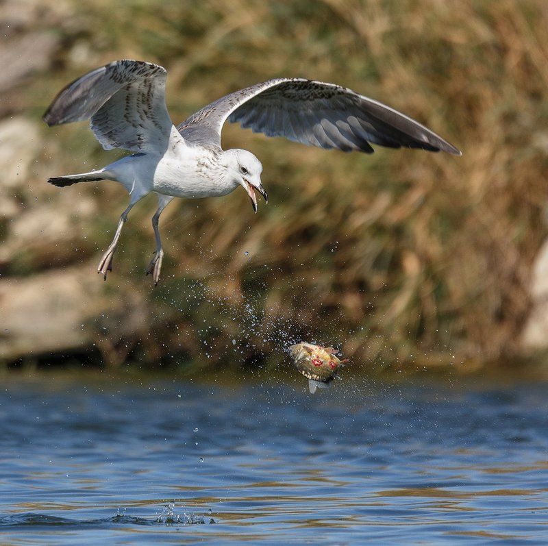Раззяваphoto preview