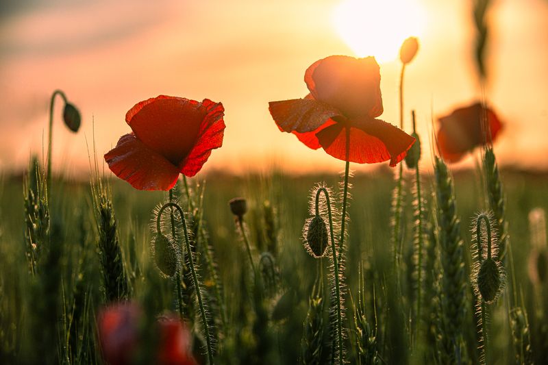 Закатные макиphoto preview