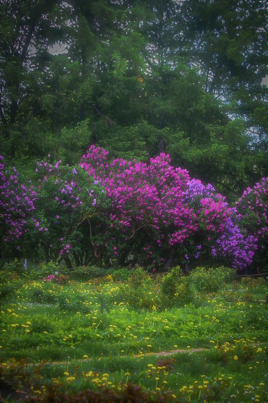 пейзаж, landscape, nature, природа, весна, spring, сирень, цветы, flowers ***photo preview