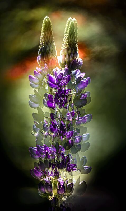 мультиэкспозиция Возгораниеphoto preview