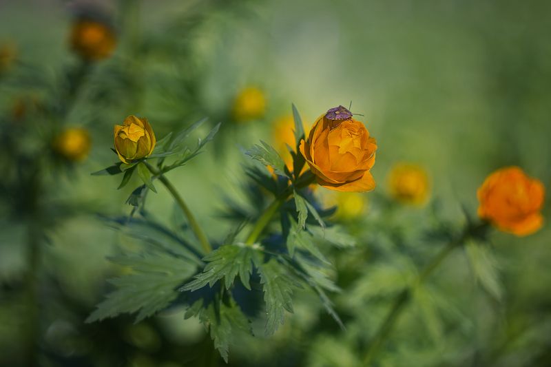 Присоседился .photo preview