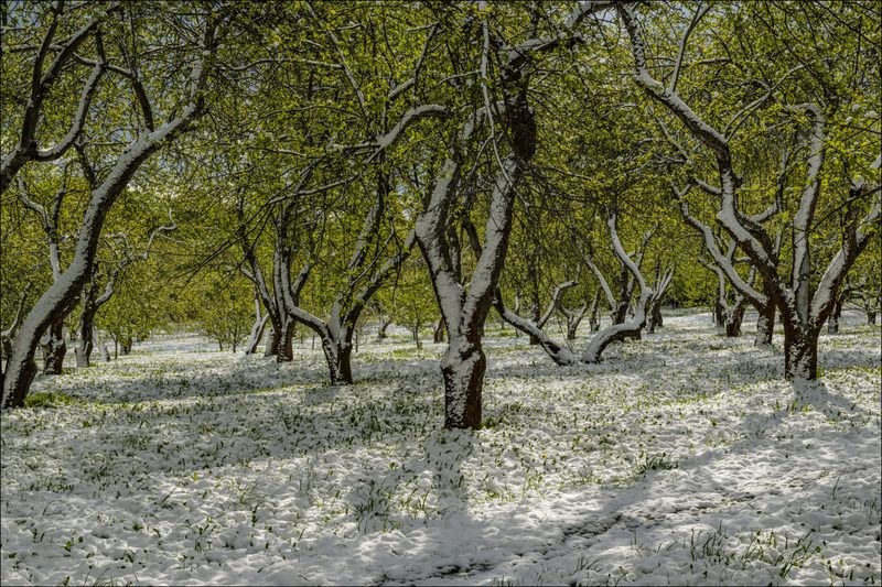 9 мая 2024 года в парке Коломенское (продолжение)photo preview