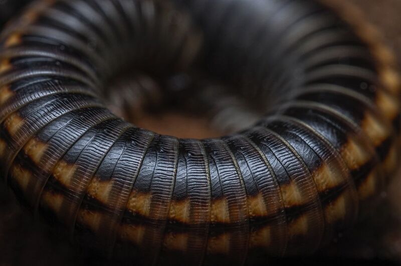 Ancient beautyphoto preview