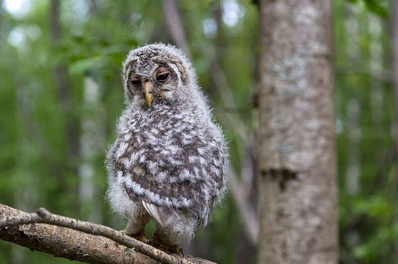 птица, сова. ветка, лес Грустная птица. фото превью