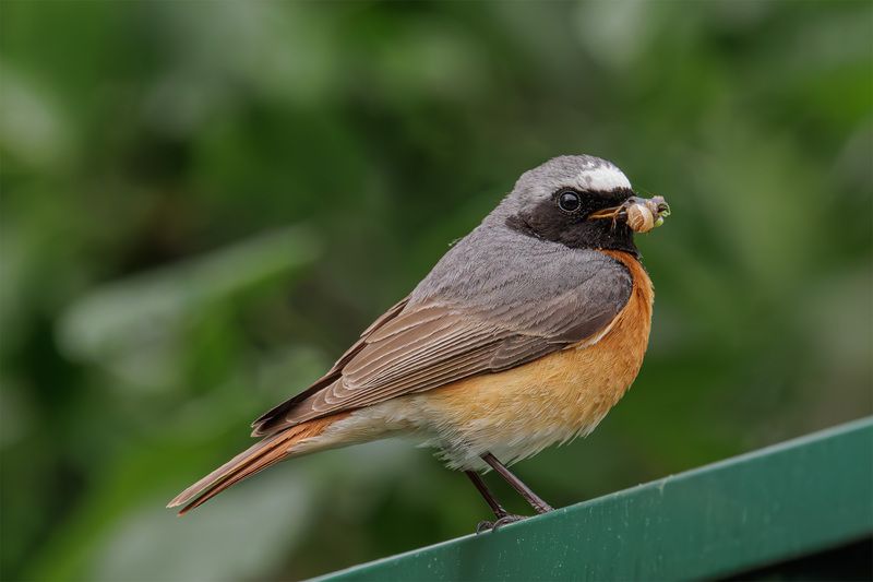 Горихвостка обыкновеннаяphoto preview