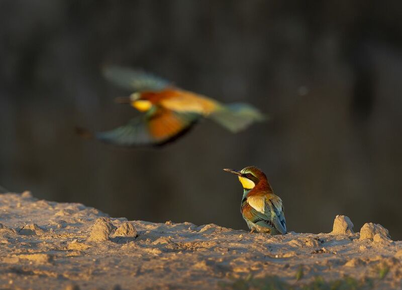 *** фото превью
